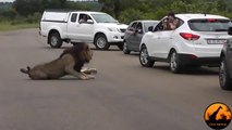 Lion Shows Tourists Why You Must Stay Inside Your Car