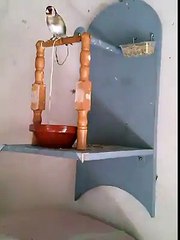 This is really amazing-Parrot's skills