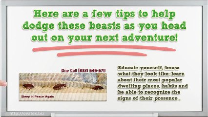 Bed Bugs And How To Avoid Them While Traveling