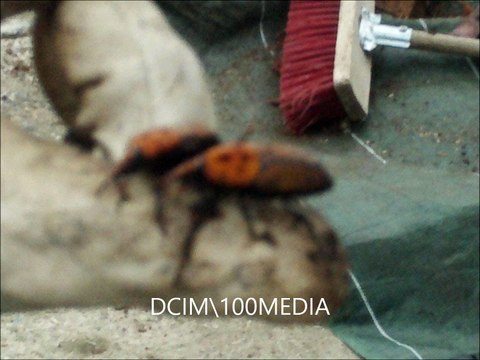 Les Insectes Ravageurs de Palmiers