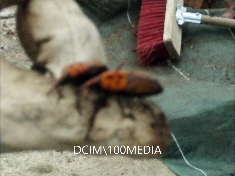 Les Insectes Ravageurs de Palmiers