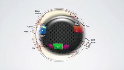 Anatomy of eye part 7