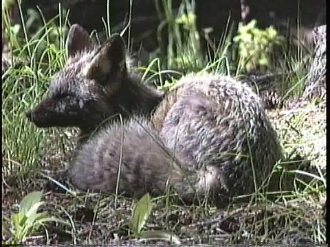 Bella Coola Natural History: Fox, Black Bear, Grizzly Bear, Silk Moth