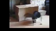 Funny Cats - New Funny Cats Video - Funny Animals - Funny Vines - Funny Videos