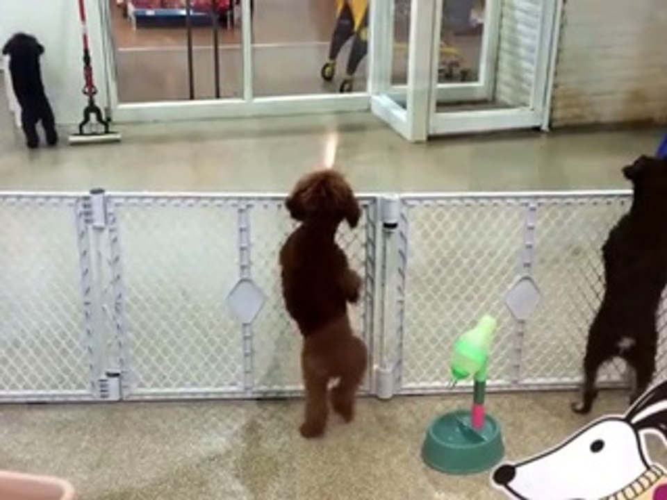 un chiot excité de retrouver son maitre