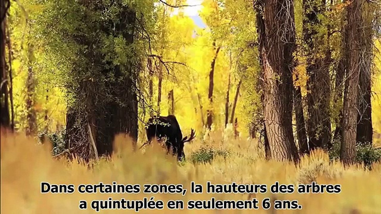 réintroduction des loups à yellowstone