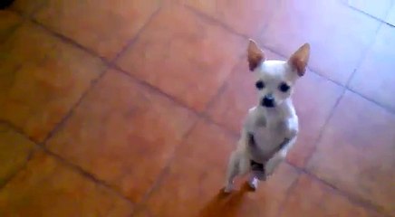 Dogs The Best Dance 0n December 2014