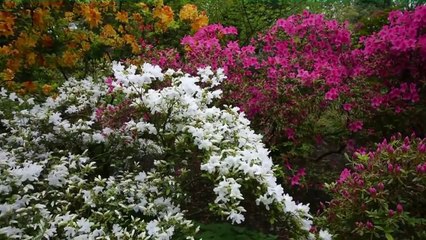 Adi -  Tysiąc kwiatów chce ci ofiarować  - HD