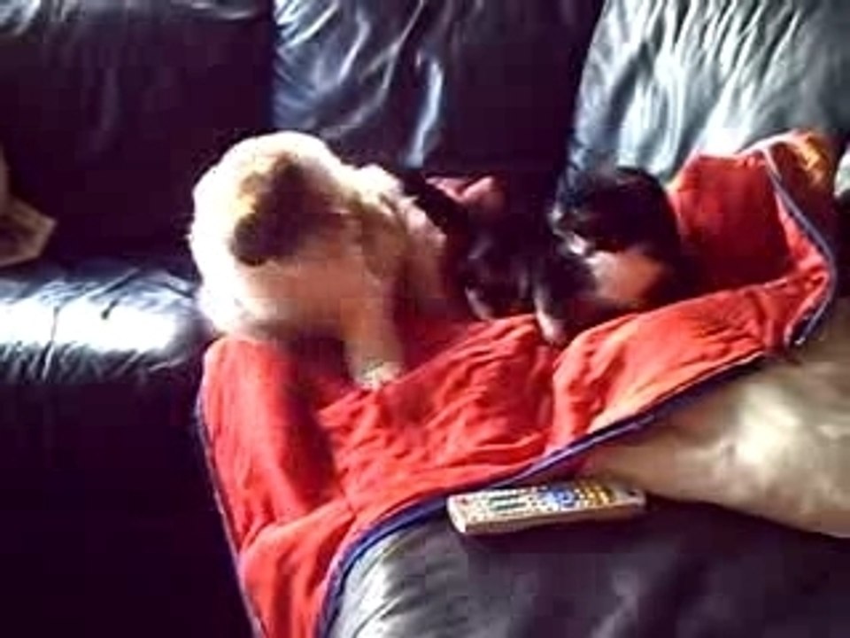 petit chien : attaque !!!!!!!!!!!!