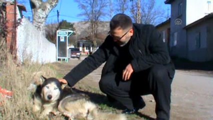 Bu Köyde Kedilerin En Büyük Dostu "Tomas"