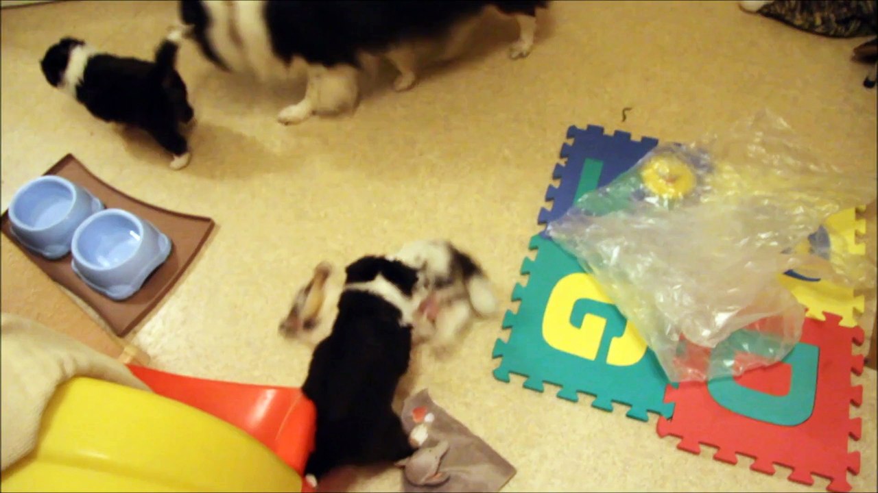 Sheltie Welpen 6 Wochen alt