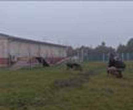 Kahraman köpek emekliliğe hazırlanıyor