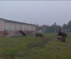 Kahraman köpek "emekliliğe" hazırlanıyor