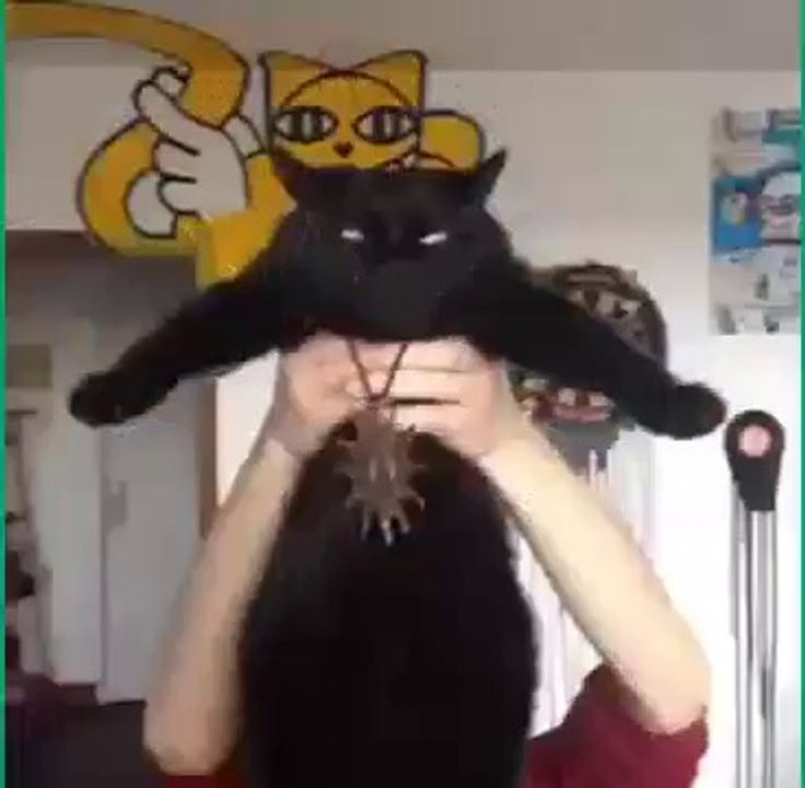 New funny cats Vines Compilation 2014