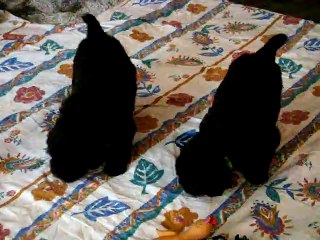 chiots terre neuve marron bronze de l'élevage de VALOYAN