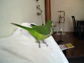 Laughing Of Green Parrot