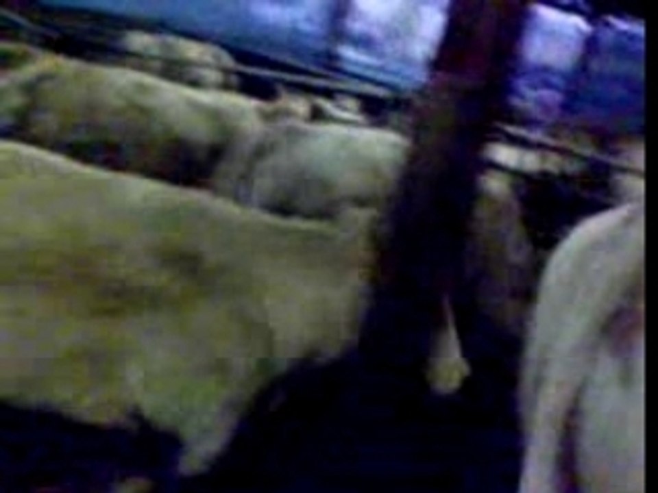 Baston entre vache