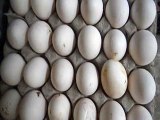 ٹوبہ ٹیک سنگھ می انڈوں کی فروخت میں اضامہ