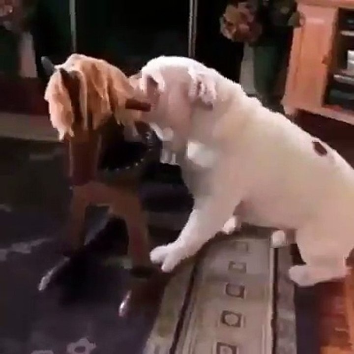 Dog Riding a Horse