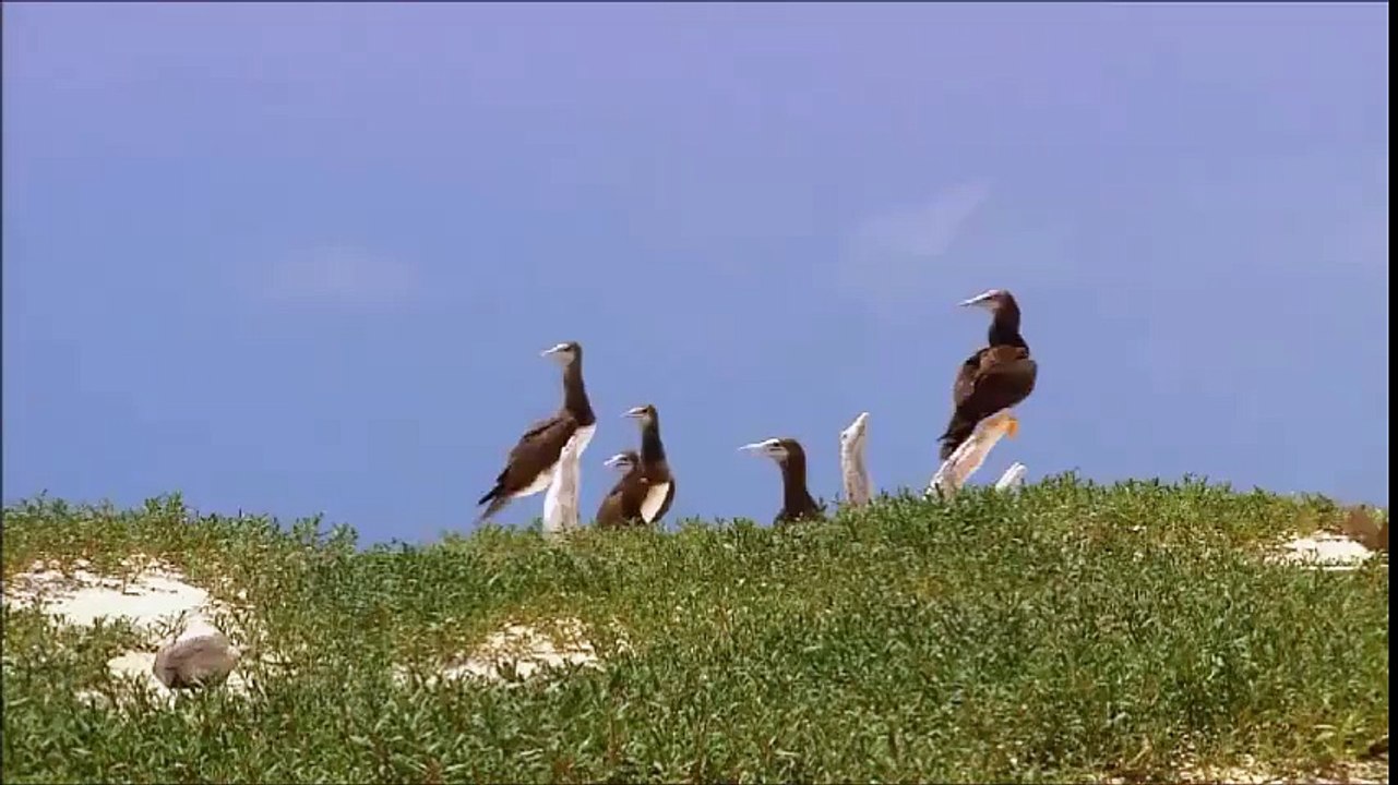 onlarda belgesel bizde belgesel