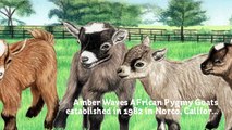 Amber Waves Pygmy Goats