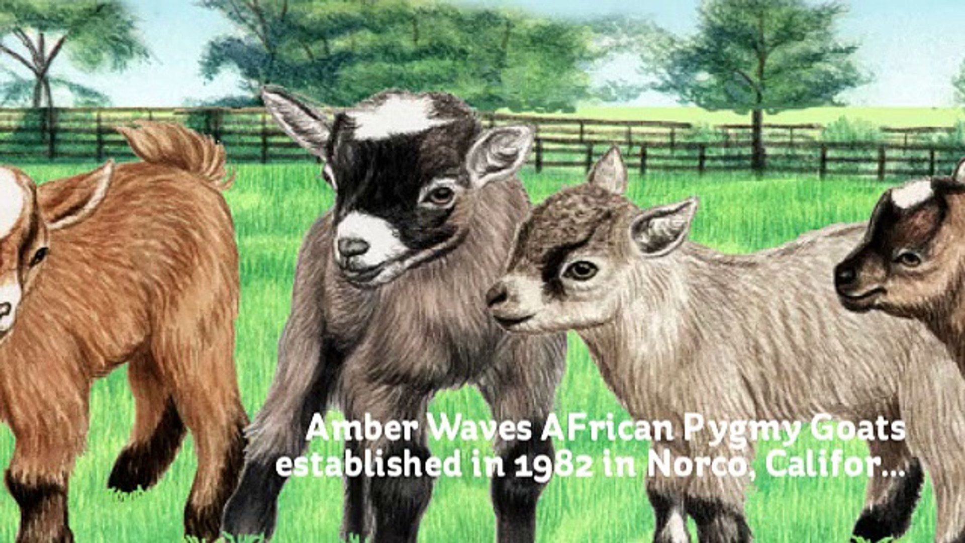 ⁣Amber Waves Pygmy Goats