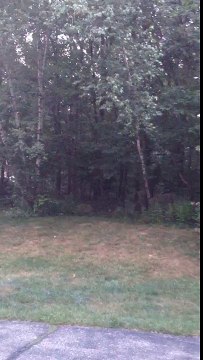 Un ours marche comme un humain - Angry Teddy vidéos insolites