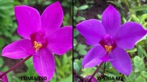 Lumia 730 vs Xperia M2 Camera Comparison