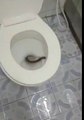 Un scolopendre dans la toilette - Angry Teddy  vidéos insolites
