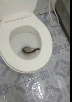 Un scolopendre dans la toilette - Angry Teddy vidéos insolites