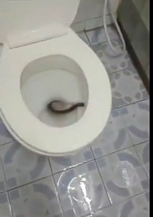 Un scolopendre dans la toilette - Angry Teddy  vidéos insolites