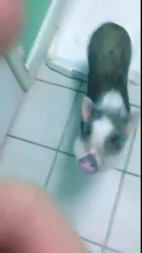 Un cochon goûte des friandises - Angry Teddy vidéos insolites