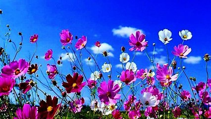 Για τον Στέλιο --- Αντώνης Βαρδής