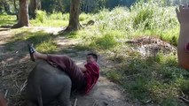 Baby Elephant Loves Cuddling