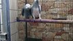 Congo African Grey Parrots of Syed Ovais Bilgrami
