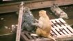Monkey rescue, Siberian Huskies in Cairo this week's animal stars