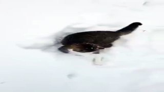 Kitty Enjoying in Snow