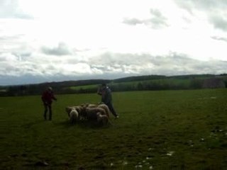 Bulle et Fabrice sur ovins