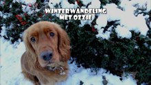 Winterwandeling met Griekse adoptiehond Ozzie / Spijkenisse 2014