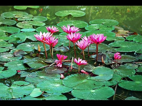 Bangla Islamic Songs and Gojol -Soto Olider Podo Dhulite Dhonno Moder Desh- Bangla Islamic Gazal