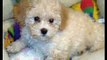 Bichon Frise dog breed photo gallery