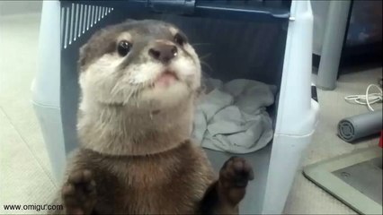 Smart Otter Buying Drink