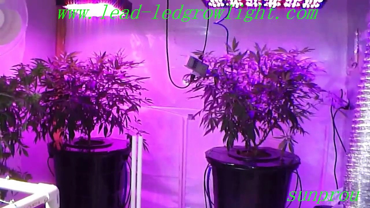 grow light bulbs for indoor plant lighting