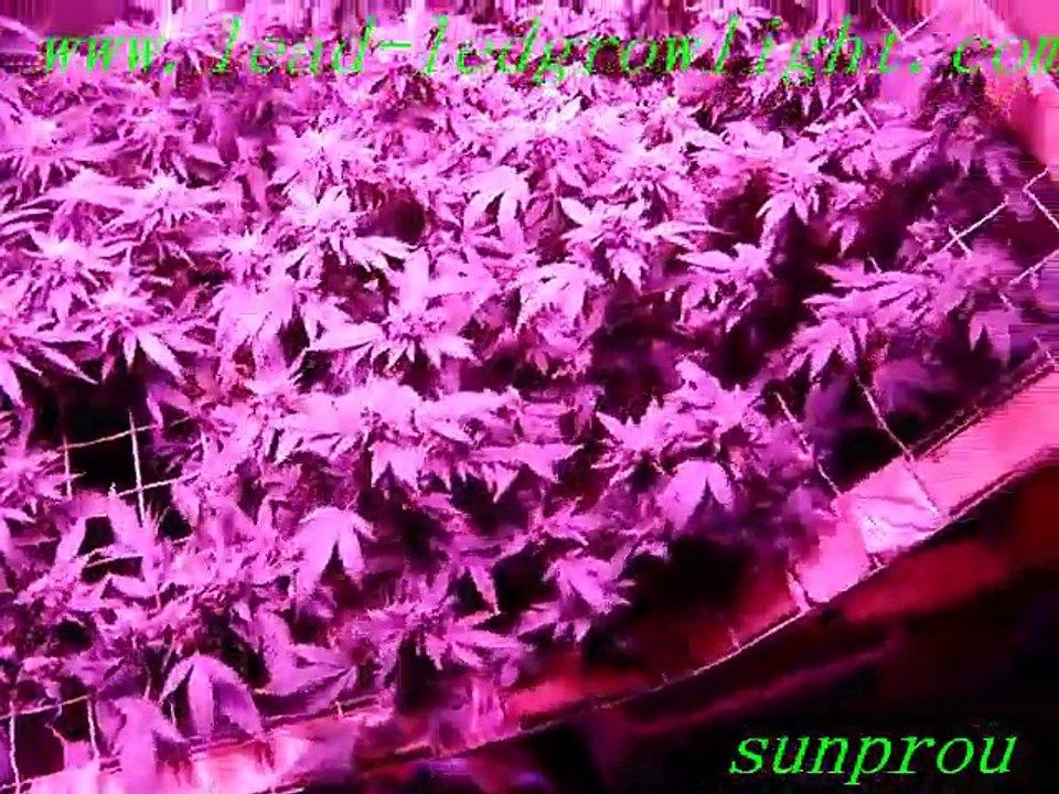 IP65 LED Grow Light 36w Best for Plant Factory