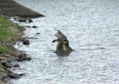 Shocking Footage Shows Crocodile Cannibal