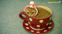 Çay Bardağını Mesken Edinen Sevimli Kedi