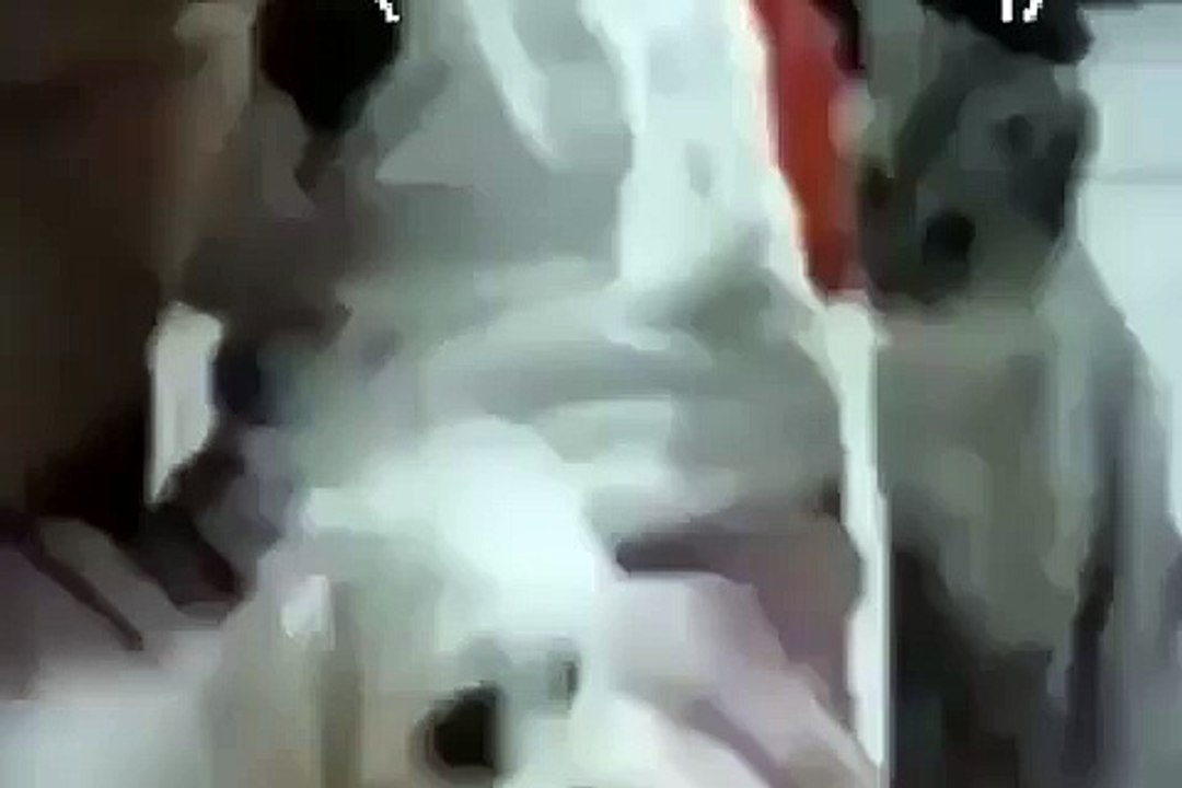 Dog and Cat Funny Video