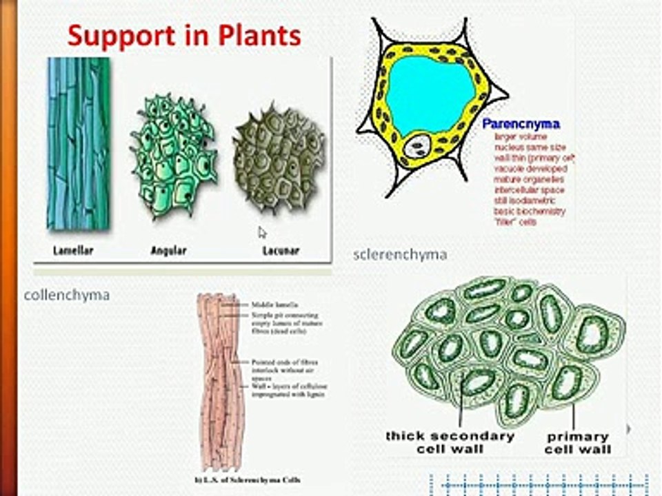 Bio Ch16-II A_xvid