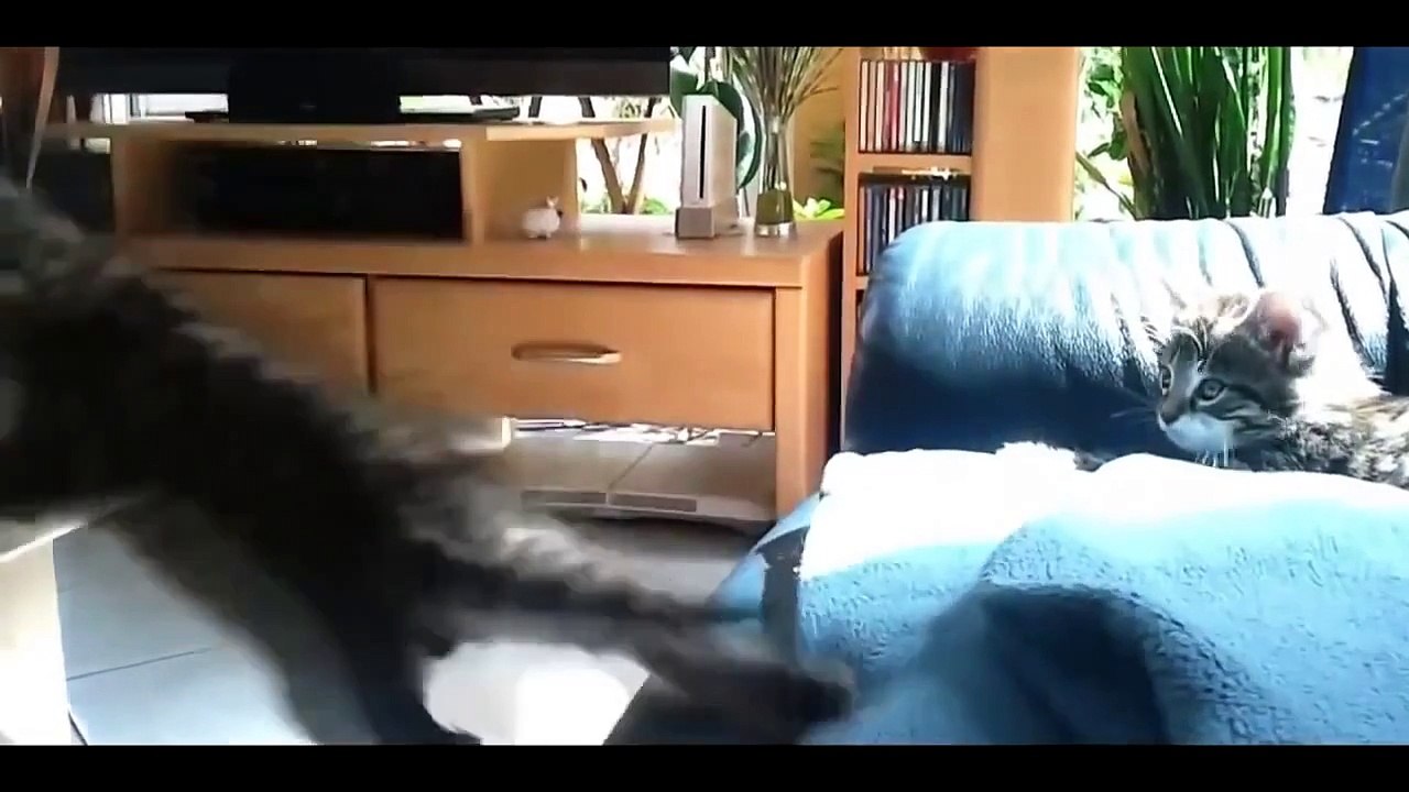 Funny Cats sélectionnés