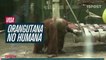Orangutan en cautiverio con derechos de humano, según corte argentina - 15post